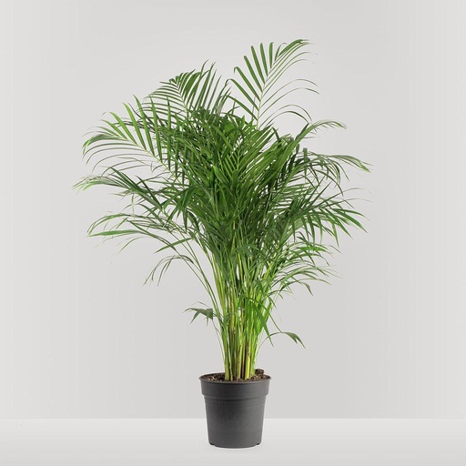 [PI75500.100] Chrysalidocarpus lutescens 1 Stk 100cm