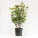 Photinia 80-100cm